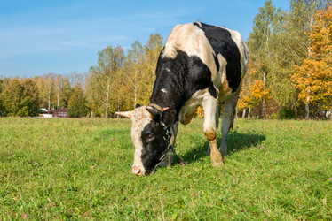 Similar image 21032599