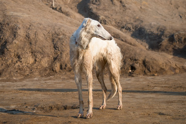 Similar image 21033784