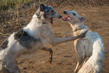 Similar image 21033788