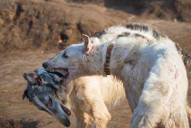 Similar image 21036594