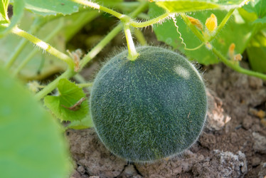 Similar image 21036630