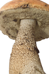 Similar image 21021078