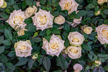 Similar image 21071018