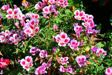 Similar image 21034352