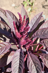 Similar image 21035174