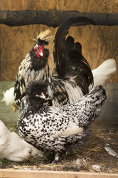 Similar image 21031573