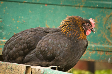 Similar image 21031575