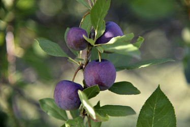 Similar image 21030028