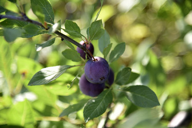 Similar image 21030029