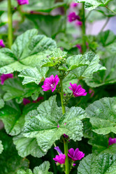 Similar image 21021613