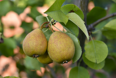 Similar image 21030054