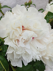 Similar image 21031584