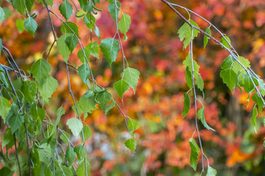 Similar image 21030358