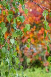 Similar image 21030359