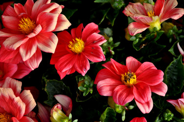 Similar image 21056616