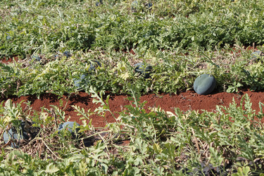 Similar image 21055981