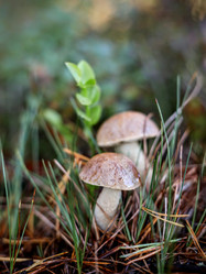 Similar image 21027453