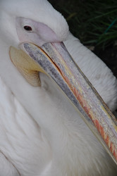 Similar image 21056013