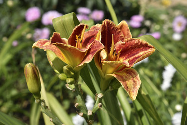 Similar image 21030159