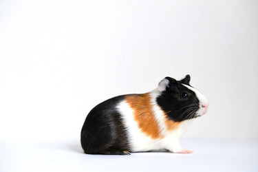 Similar image 21045320