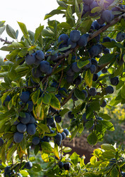 Similar image 21037327