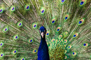 Similar image 21031779