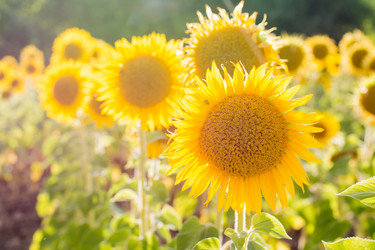 Similar image 21075557