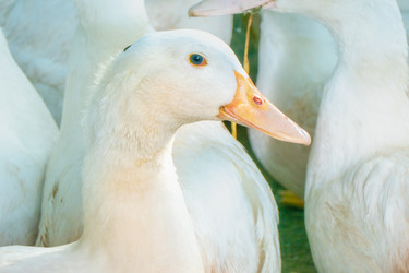 Similar image 21032723