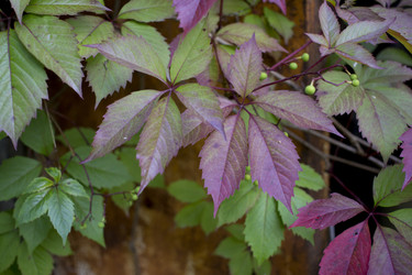 Similar image 21032732