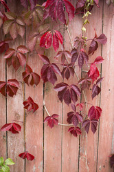 Similar image 21032736