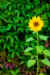 Similar image 21032748