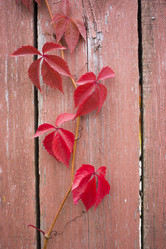 Similar image 21032754