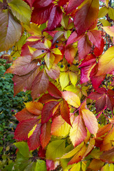 Similar image 21032759