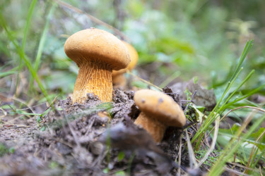 Similar image 21033075