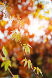 Similar image 21033737