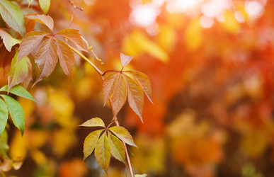 Similar image 21049605