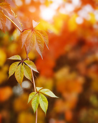 Similar image 21049606