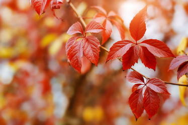 Similar image 21033741