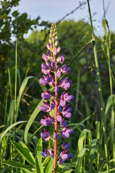 Similar image 21035184