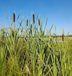 Similar image 21038488