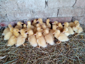 Similar image 21045229