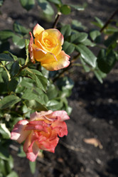 Similar image 21038826