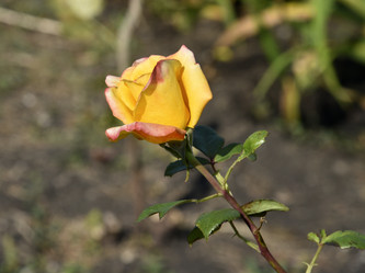 Similar image 21038827