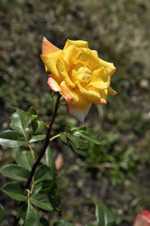 Similar image 21038830