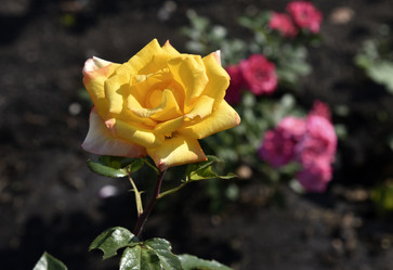 Similar image 21038831