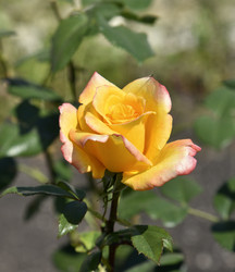 Similar image 21038832