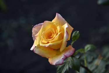 Similar image 21038833