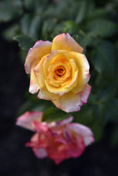 Similar image 21038834