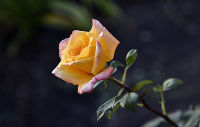 Similar image 21038835