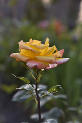 Similar image 21038836